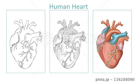 Anatomical Human Heart Outline, Hatched and Colorful Vector Illustration, editable background. 116288090