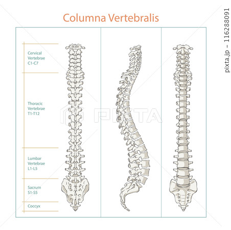 Human Spine Anatomy different view vector illustration, editable background. 116288091