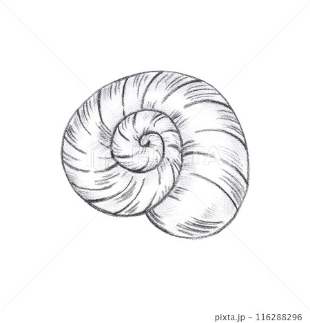 Hand drawn black pencil spiral seashell isolated on white background. Marine illustration can be used for card, label, invitation and other printed products. 116288296
