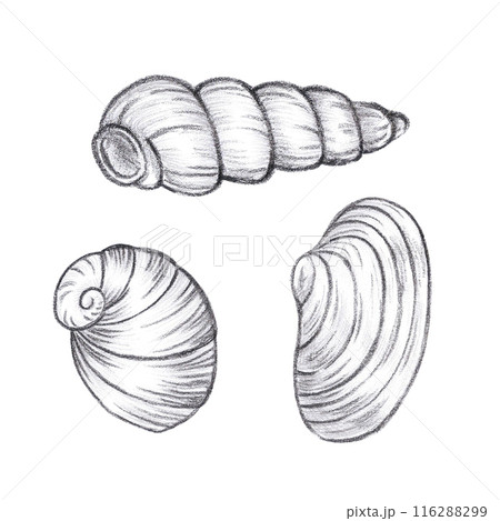 Hand drawn black pencil set of seashells isolated on white background. Marine illustration can be used for card, label, invitation and other printed products. 116288299