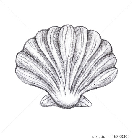 Hand drawn black pencil seashell isolated on white background. Marine illustration can be used for card, label, invitation and other printed products. 116288300