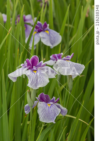 白い菖蒲の花 白い菖蒲の花 116288348