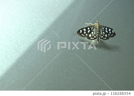 Crambid Moth or night butterfly with black and white color hanging on silver car in night Crambid Moth or night butterfly with black and white color hanging on silver car in night 116288354