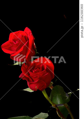 Colorful Floral Arrangement isolated Colorful Floral Arrangement isolated 116288360