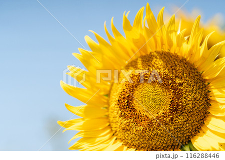 青空に映えるひまわり 116288446