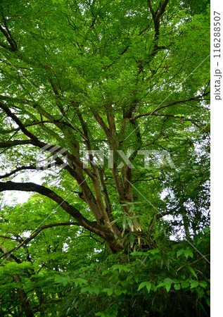埼玉県秩父郡小鹿野町伊豆沢雲龍寺のイロハモミジ 埼玉県秩父郡小鹿野町伊豆沢雲龍寺のイロハモミジ 116288507