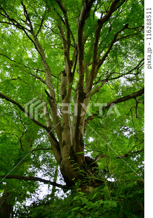 埼玉県秩父郡小鹿野町伊豆沢雲龍寺のイロハモミジ 116288511