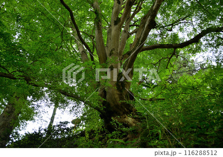 埼玉県秩父郡小鹿野町伊豆沢雲龍寺のイロハモミジ 116288512