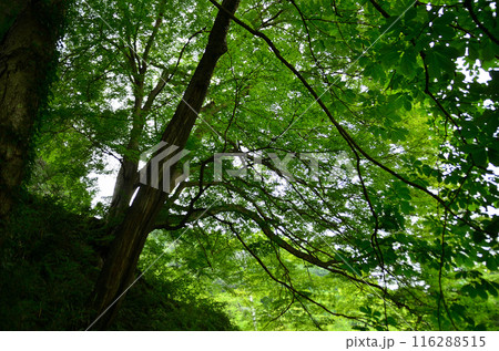 埼玉県秩父郡小鹿野町伊豆沢雲龍寺のイロハモミジ 116288515