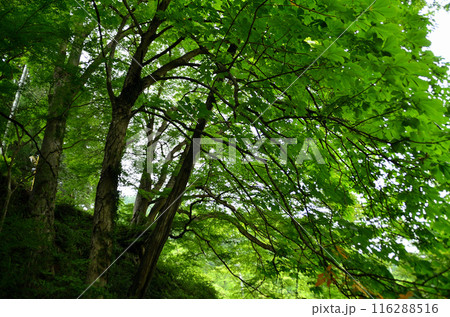 埼玉県秩父郡小鹿野町伊豆沢雲龍寺のイロハモミジ 116288516