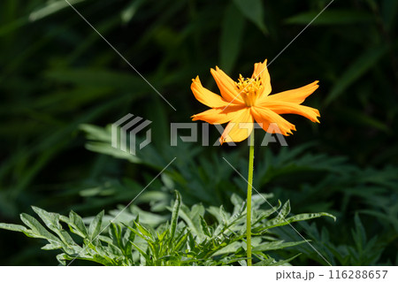 道端に咲くキバナコスモス 道端に咲くキバナコスモス 116288657
