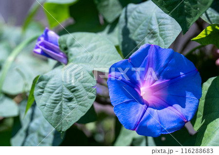青い朝顔 116288683