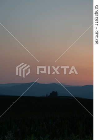 美しい夕暮れの空と夏の丘陵地帯 116288685