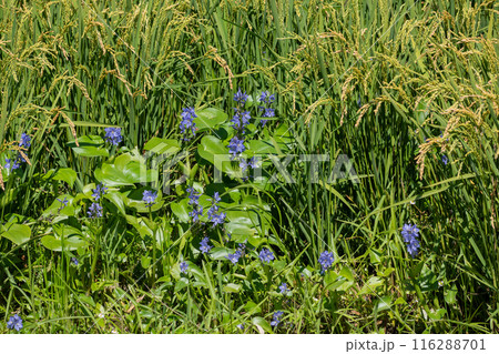 実り始めた水田に咲く紫色の花　ミズアオイ 116288701