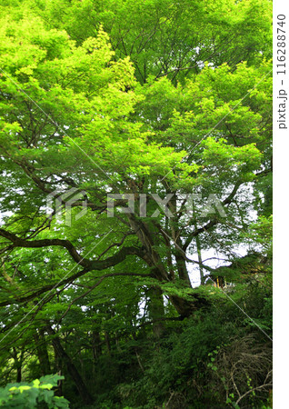 埼玉県秩父郡小鹿野町伊豆沢雲龍寺のイロハモミジ 116288740
