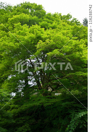 埼玉県秩父郡小鹿野町伊豆沢雲龍寺のイロハモミジ 116288742