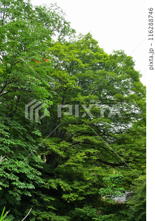 埼玉県秩父郡小鹿野町伊豆沢雲龍寺のイロハモミジ 116288746