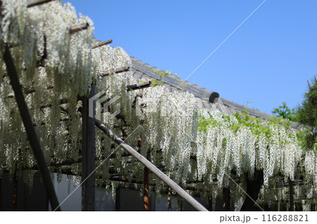 義経藤 白旗神社 義経藤 白旗神社 116288821