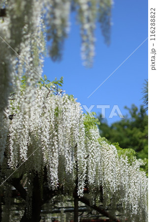義経藤　白旗神社　（縦画像） 116288822