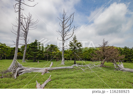 朽木と倒木が点在する荒々しい大台ヶ原の景色 朽木と倒木が点在する荒々しい大台ヶ原の景色 116288925