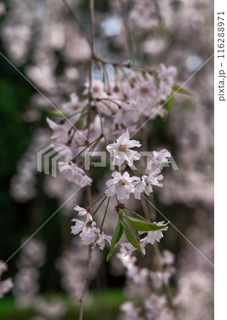 妙心寺退蔵院の枝垂れ桜 116288971