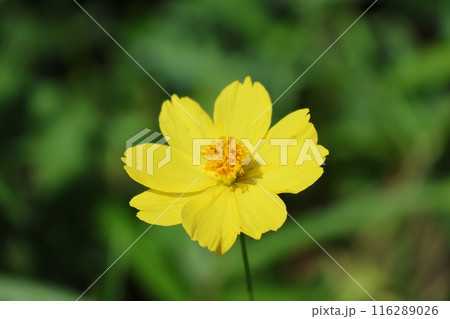 キバナコスモス　黄色 116289026