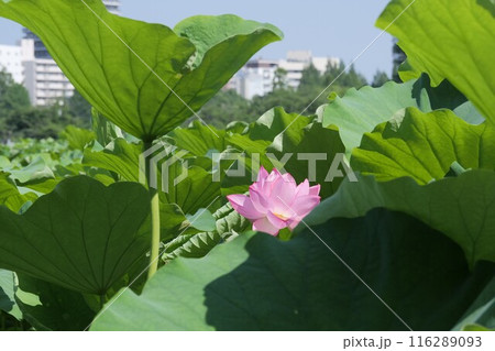 咲き始めた蓮の花 116289093
