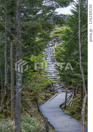 登山道 登山道 116289150
