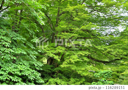 埼玉県秩父郡小鹿野町伊豆沢雲龍寺のイロハモミジ 116289151