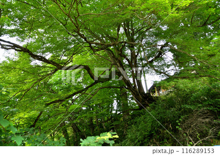 埼玉県秩父郡小鹿野町伊豆沢雲龍寺のイロハモミジ 116289153