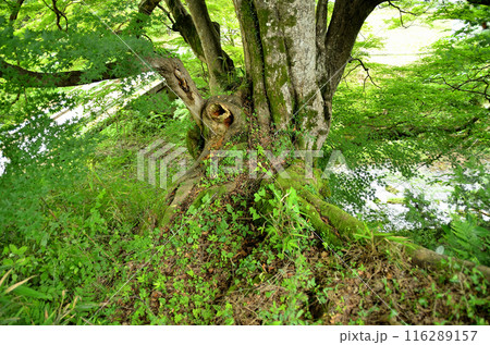 埼玉県秩父郡小鹿野町伊豆沢雲龍寺のイロハモミジ 埼玉県秩父郡小鹿野町伊豆沢雲龍寺のイロハモミジ 116289157