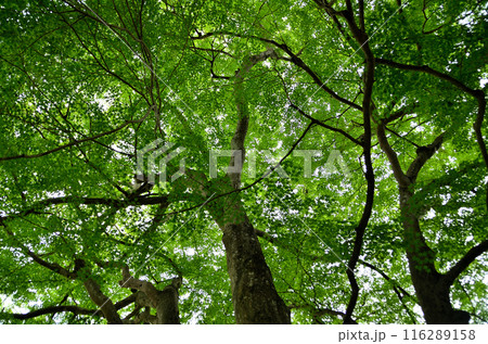 埼玉県秩父郡小鹿野町伊豆沢雲龍寺のイロハモミジ 116289158