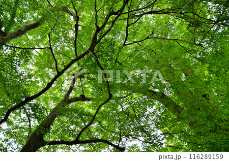 埼玉県秩父郡小鹿野町伊豆沢雲龍寺のイロハモミジ 埼玉県秩父郡小鹿野町伊豆沢雲龍寺のイロハモミジ 116289159