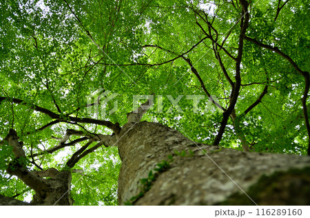 埼玉県秩父郡小鹿野町伊豆沢雲龍寺のイロハモミジ 116289160