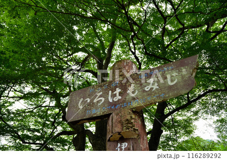 埼玉県秩父郡小鹿野町伊豆沢雲龍寺のイロハモミジ 埼玉県秩父郡小鹿野町伊豆沢雲龍寺のイロハモミジ 116289292