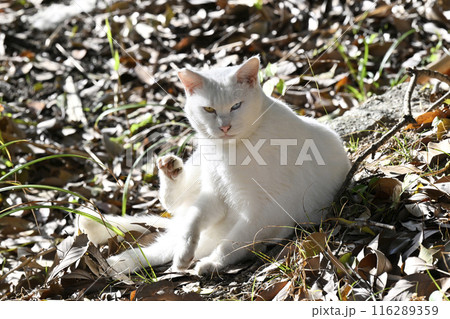 白猫 白猫 116289359