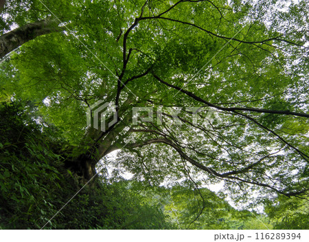 埼玉県秩父郡小鹿野町伊豆沢雲龍寺のイロハモミジ 116289394