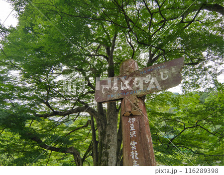 埼玉県秩父郡小鹿野町伊豆沢雲龍寺のイロハモミジ 埼玉県秩父郡小鹿野町伊豆沢雲龍寺のイロハモミジ 116289398