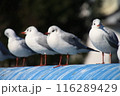 ゆりかもめ 116289429