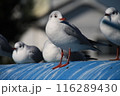 ゆりかもめ　接写 116289430