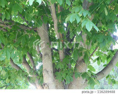 緑の葉陰の美しいトチの木 116289488