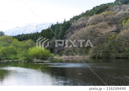 岩手県滝沢市小岩井付近　春が来た水面と岩手山 116289490