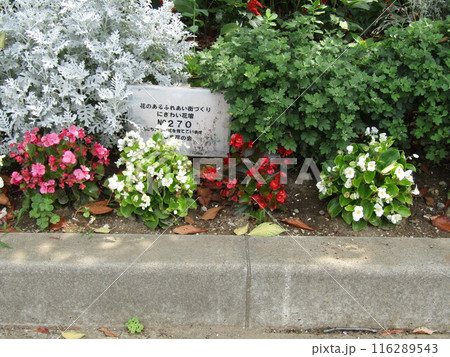 白色と赤色と桃色のベコニアの花 白色と赤色と桃色のベコニアの花 116289543