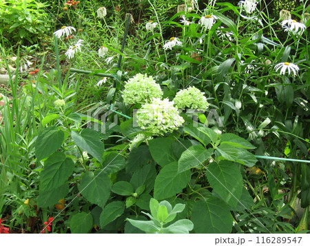 こじま花の会花畑のアナベル紫陽花 116289547