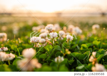 夕日に照らされるシロツメクサ 116289588
