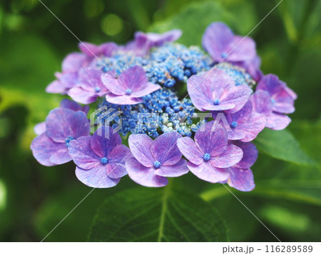 梅雨に咲く紫陽花 梅雨に咲く紫陽花 116289589