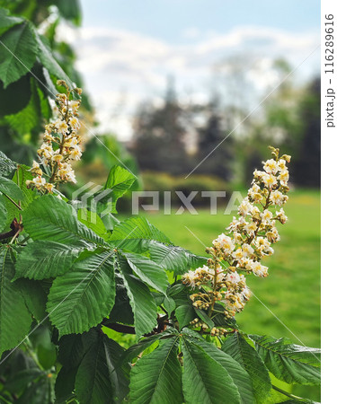 Chestnut flowers on tree, close-up, vertical view 116289616