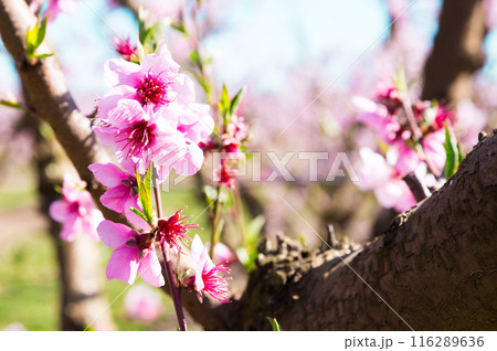 blooming peach trees in spring 116289636