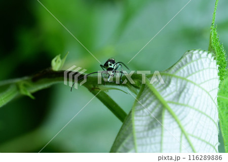 小型のカミキリムシ　ラミーカミキリ 116289886