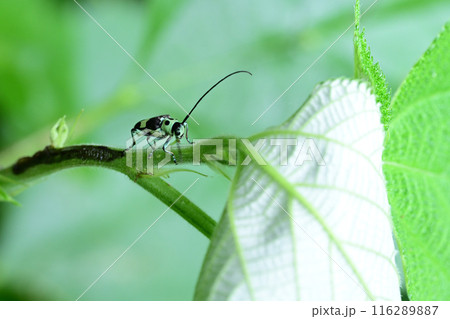 小型のカミキリムシ　ラミーカミキリ 116289887